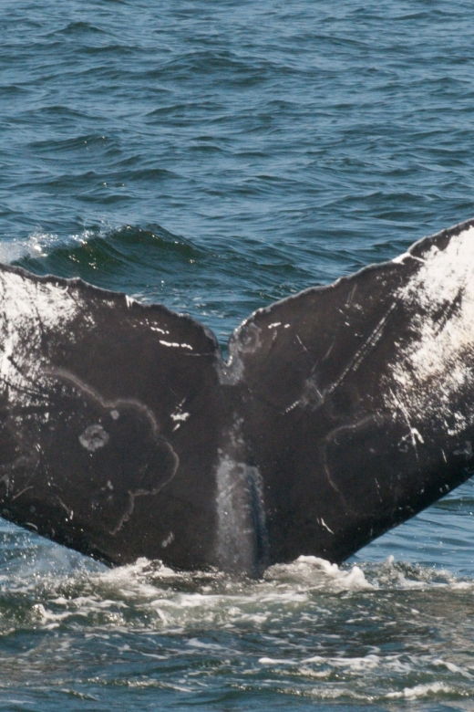 whale-and-wildlife-watching-private-and-semi-private-tours