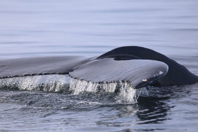 whale-wonders-morning-expedition-from-reykjavik