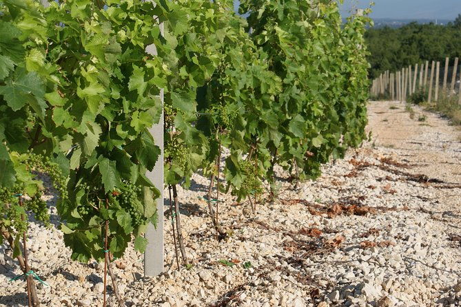 wine-tour-tasting-herzegovina