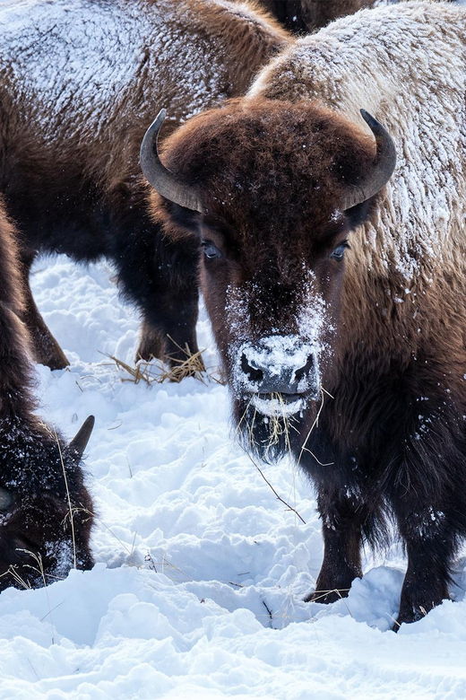 yellowstone-national-park-3-day-wildlife-photography-tour
