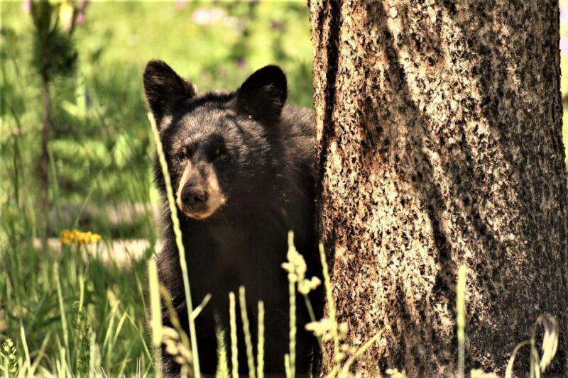 yellowstone-wildlife-tours-from-west-yellowstone-montana