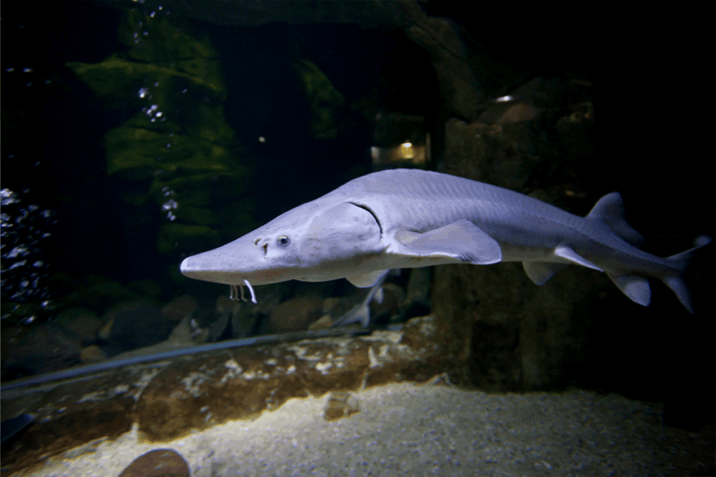 zaragoza-aquarium-entry-ticket