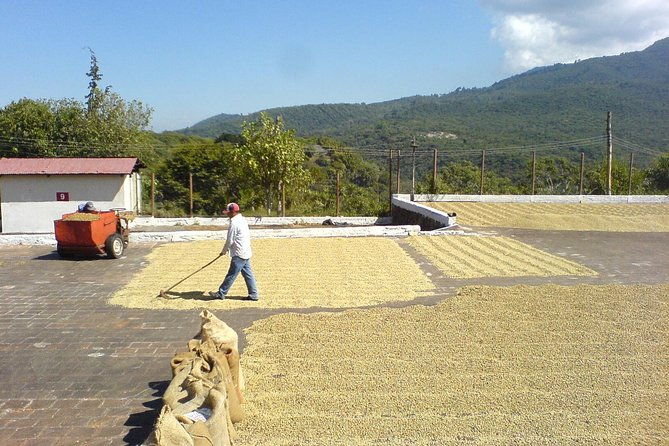 6-day-best-of-west-el-salvador-cerro-verde-coffe-route-maya-ruins