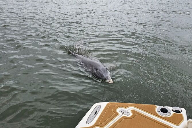 1-hour-private-dolphin-and-nature-tour