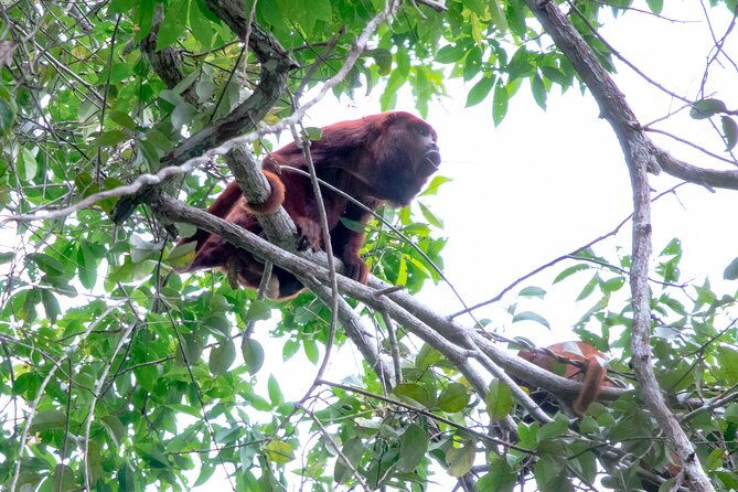 10-day-the-search-for-el-dorado-by-amazon-explorer-iquitos