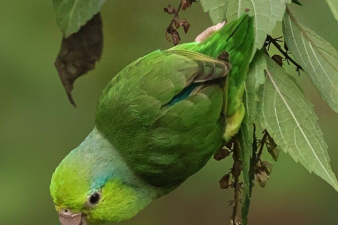 10-days-birding-photo-tour-from-andes-to-amazon-of-ecuador