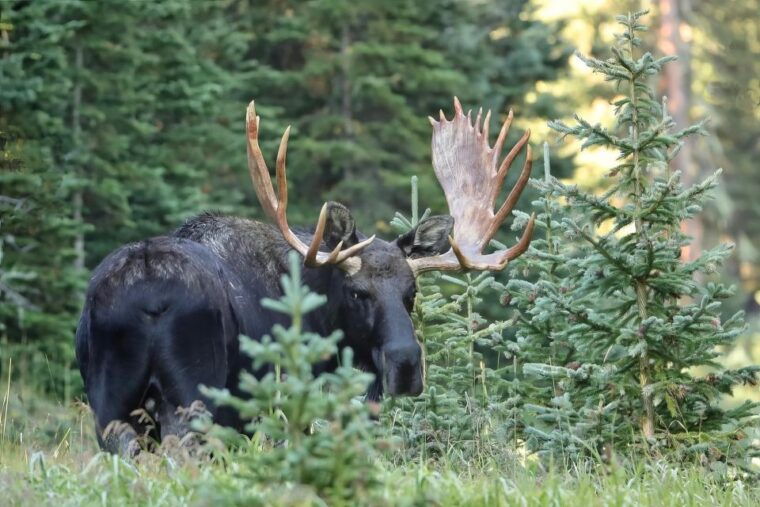3-4-day-rmnp-mtn-to-skybear-lake-rd-tour-rmnphotographer
