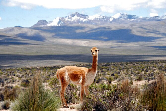 3-day-colca-canyon-trekking-from-arequipa-ending-in-puno
