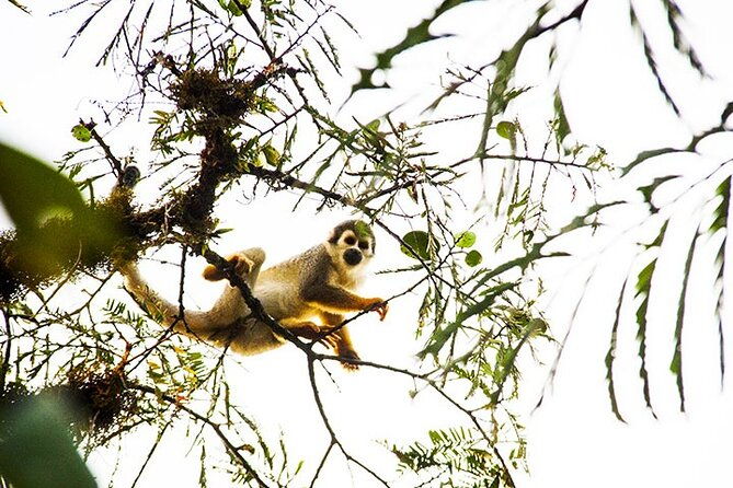 5-days-cuyabeno-amazon-jungle-with-accommodation-in-tucan-lodge
