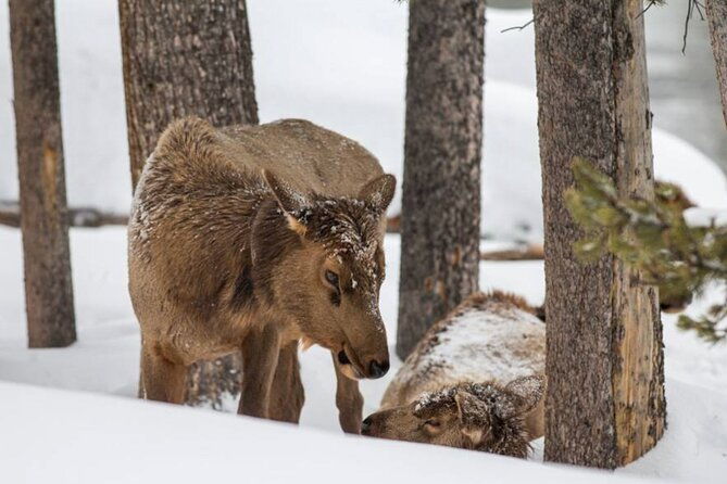 6-day-winter-wonderland-tour-in-yellowstone-national-park