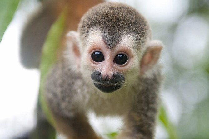 7-nights-costa-rica-rainforest-and-coastal-experience