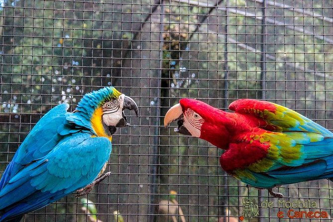 airport-cataratas-igu-pick-up-iguassu-falls-brazilian-side-bird-park