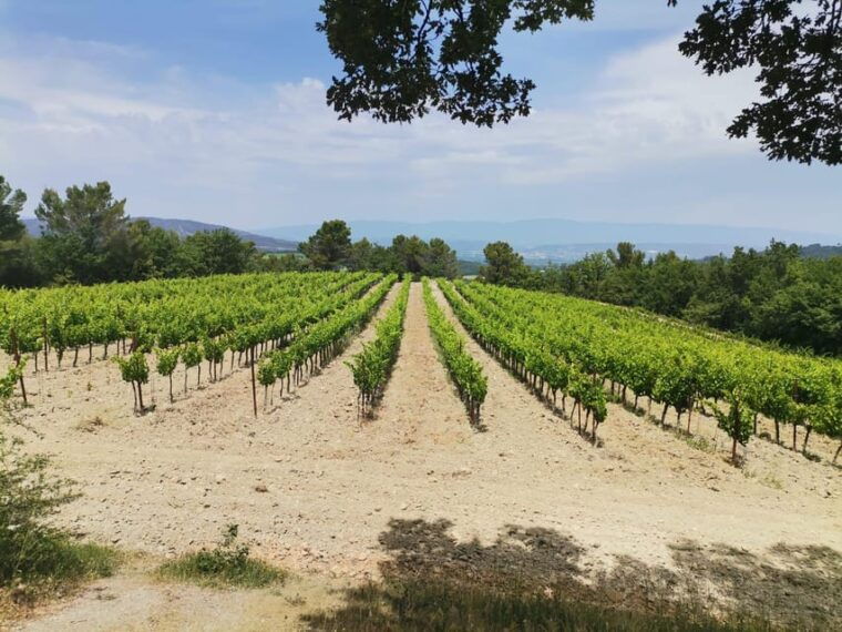aix-en-provence-discovery-of-prestigeous-wineries-and-art