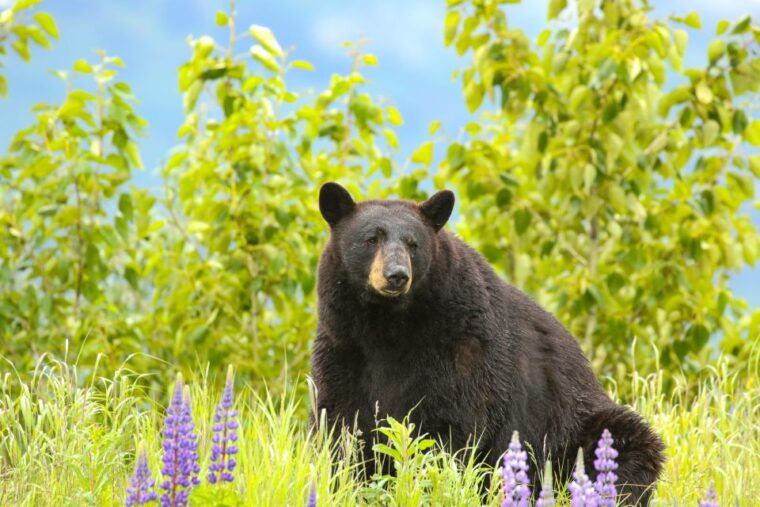 alaska-wildlife-conservation-center-admission-ticket