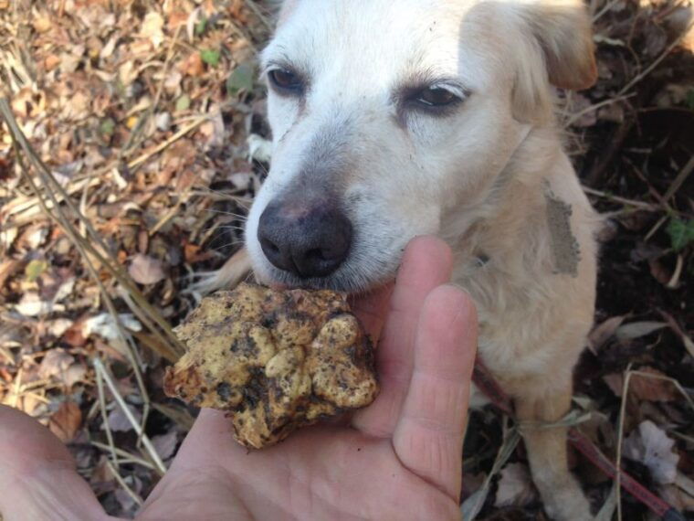 alba-truffle-hunting-with-cheese-truffle-wine-tastings