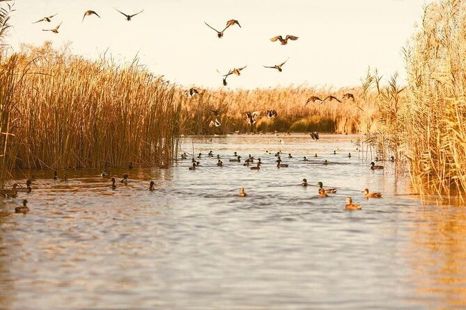 albufera-natural-park-with-a-boat-tour-from-valencia