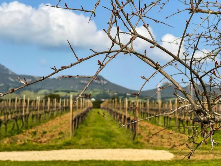 alghero-wine-tasting-w-local-aperitif-in-the-vineyard