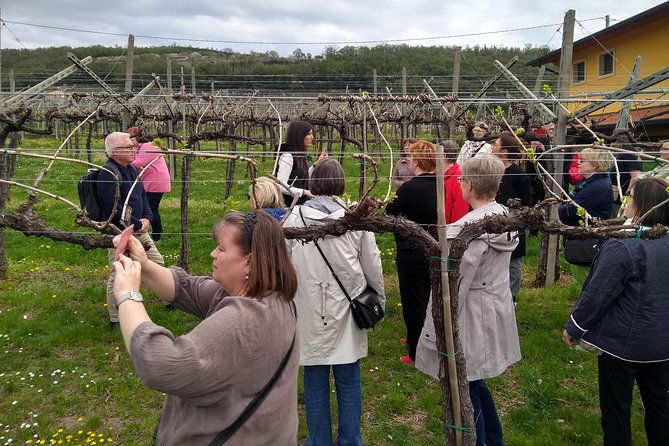 amarone-wine-tasting-from-verona