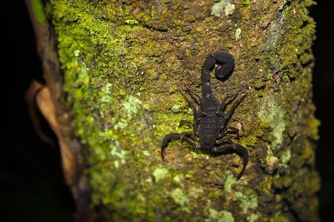 amazon-adventure-in-to-the-jungle-4d-3n-at-amazon-mamori-lodge