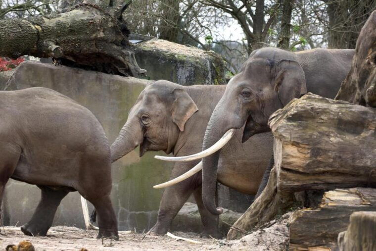 amsterdam-artis-royal-zoo-artis-micropia-combo-ticket