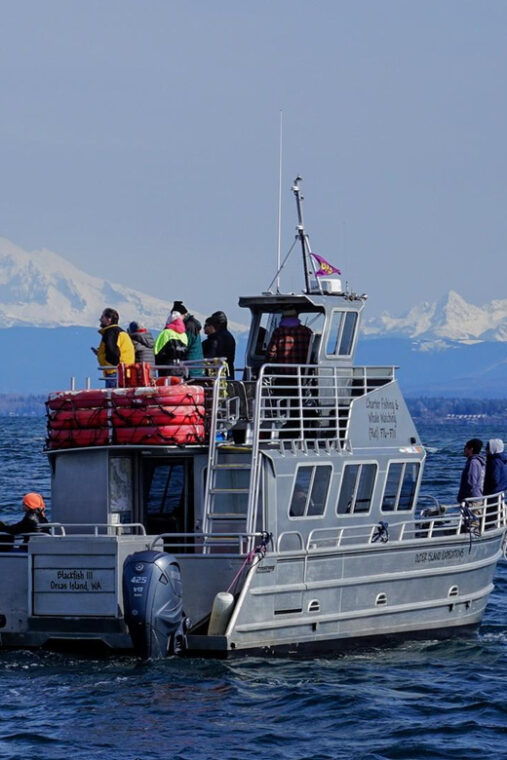 anacortes-orca-whales-guaranteed-boat-tour-near-seattle