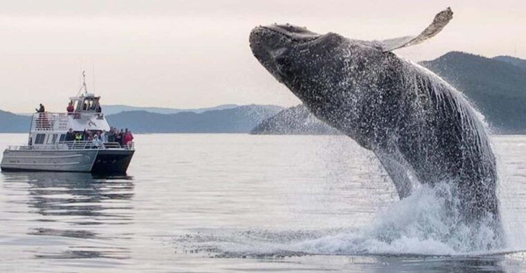anacortes-whale-and-orca-boat-tour-near-seattle