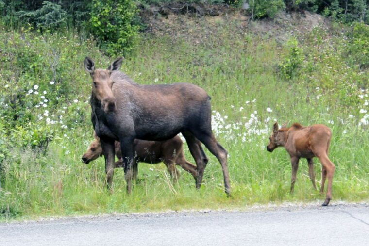 anchorage-guided-food-and-sightseeing-tour-by-van