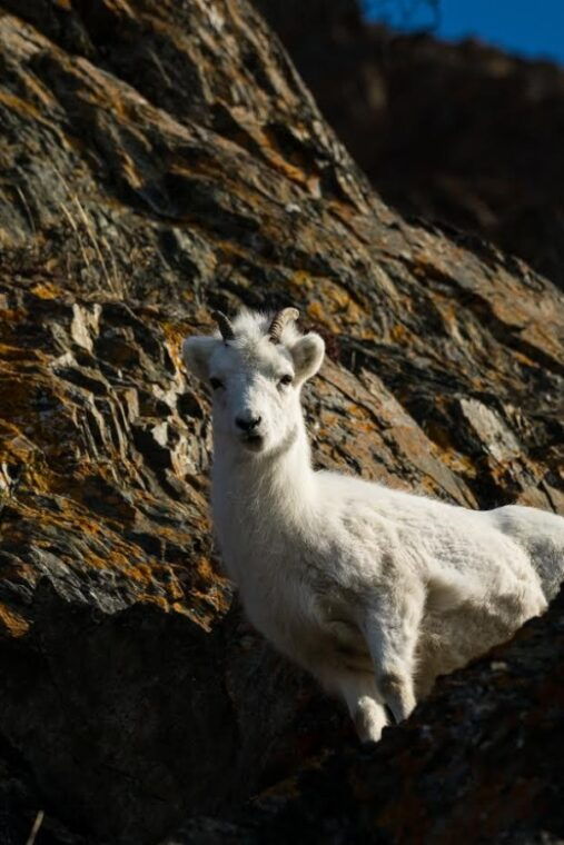 anchorage-turnagain-arm-highlights-photography-day-trip