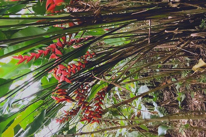 arenal-volcano-pineapple-waterfall-hike-coffee-chocolate-tour