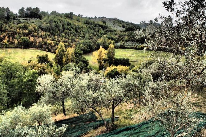 assisi-deruta-organic-gourmet-lunch-at-the-olive-oil-farmhouse-from-siena