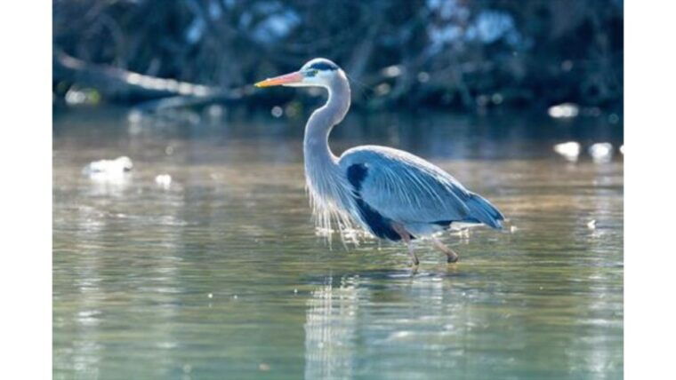 austin-journey-to-the-springs-guided-tour