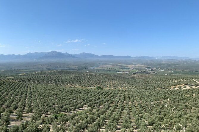 authentic-olive-oil-tasting-in-cordoba-spain