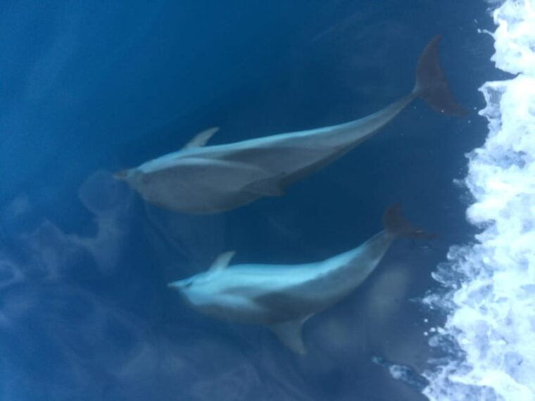 basque-country-dolphin-watching-boat-trip