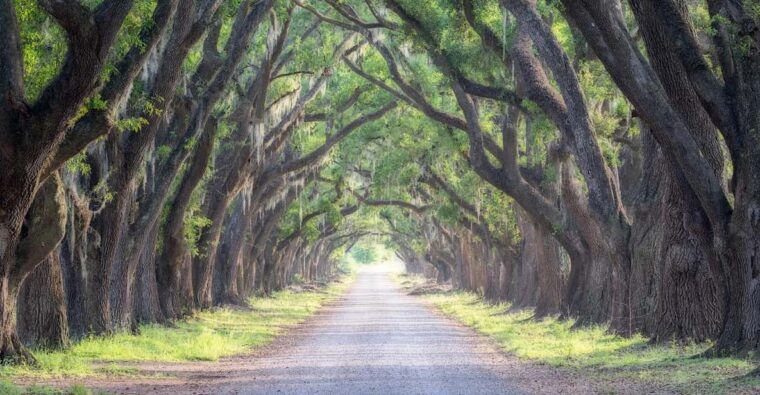 bayous-and-byways-oak-alley-plantation-and-kayak-swamp-tour