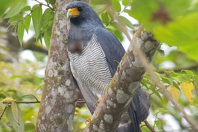 beautiful-birding-pipeline-road-from-amador-cruise-port-panama