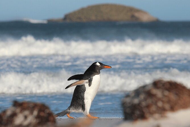 berthas-beach-penguin-experience