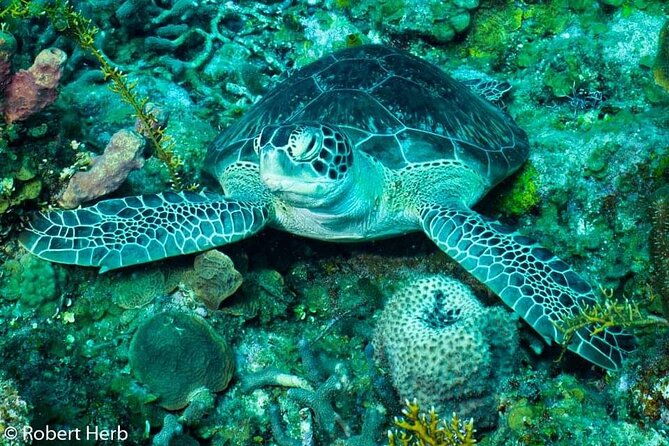 best-of-roatan-by-land-and-sea