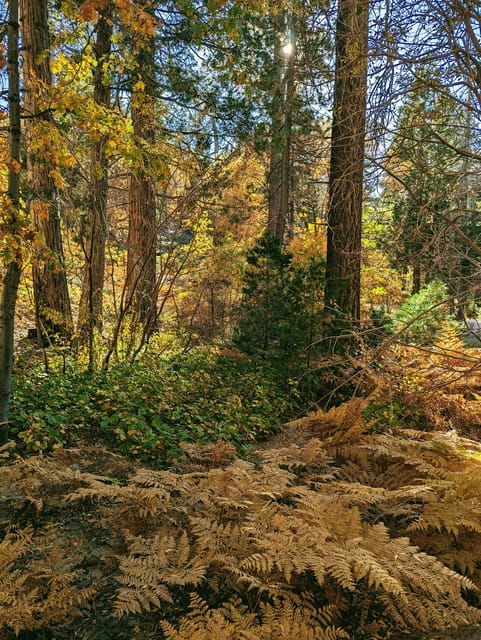 big-bear-family-friendly-nature-walk-w-hot-chocolate