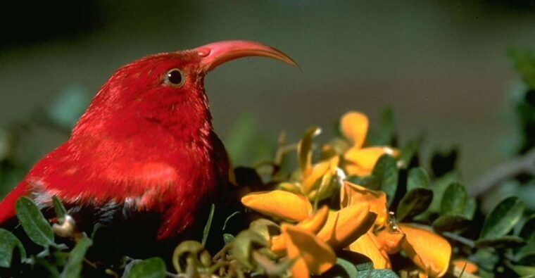 big-island-native-bird-watching-hiking-tour