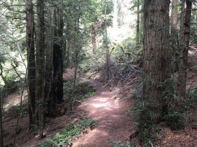 big-sur-sightseeing-tour-with-4-to-5-stops