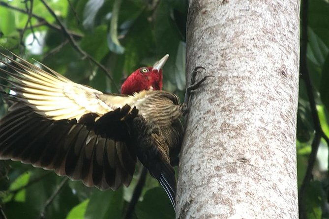 birding-at-el-rey-marshesrice-fieldscanals-private-birding-tour