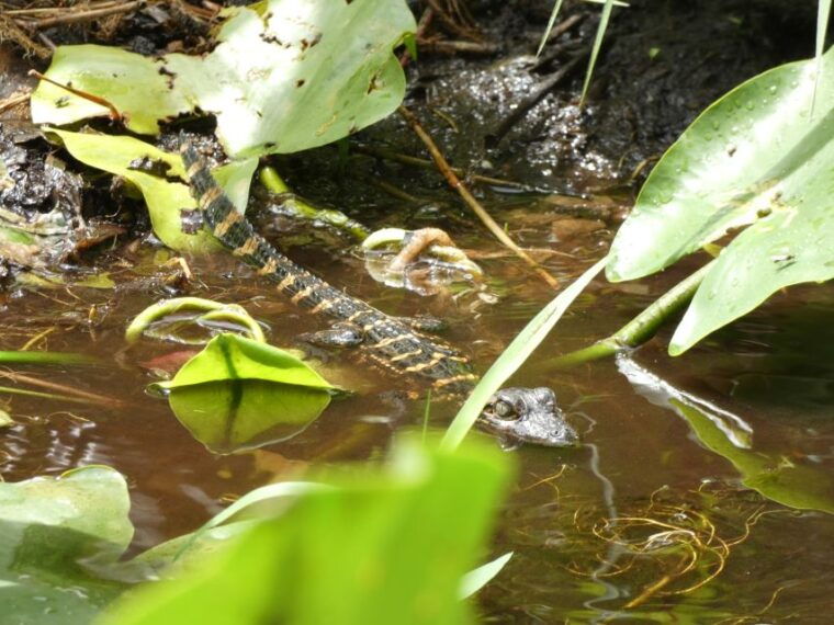 blackwater-creek-exclusive-nature-escape-kayak-adventure