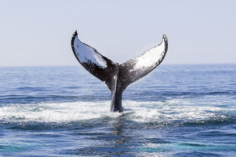 boston-whale-watching-catamaran-cruise