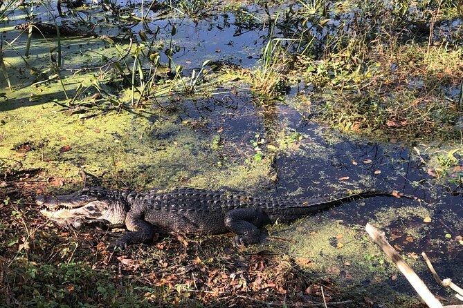 brazos-bend-wildlife-and-nature-tour