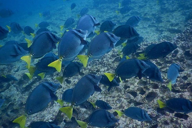 cabo-rosa-tuneles-hiking-snorkeling-tour-from-isabela