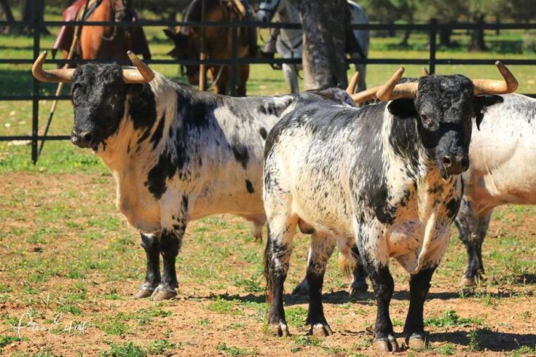 cadiz-andalusian-horses-and-bulls-country-show