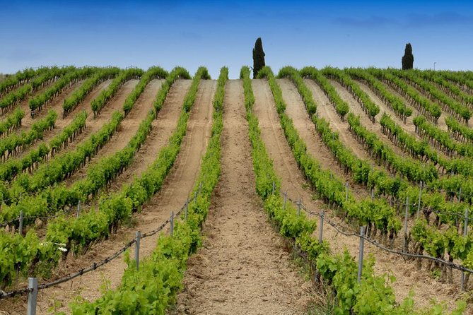 cagliari-wine-and-cheese-tasting-private-experience
