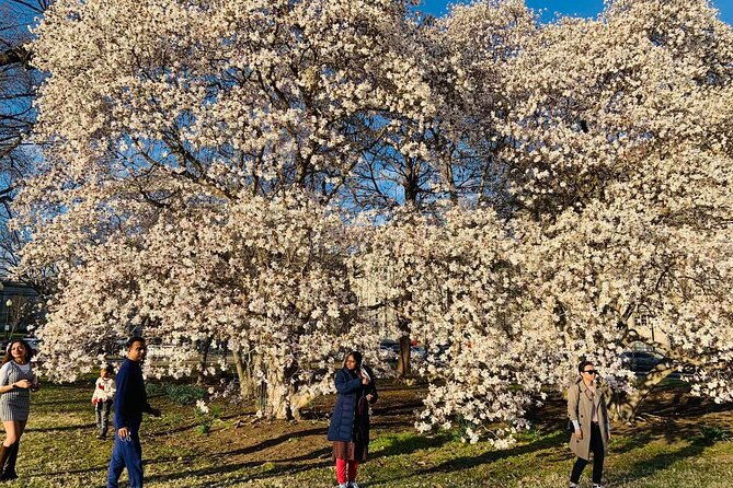 chicago-to-washington-d-c-cherry-blossom-3-day-tour