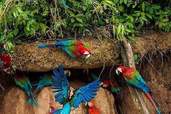 chuncho-macaw-clay-lick-full-day