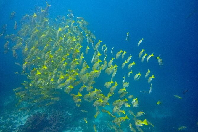 cig-discovery-diving-tour
